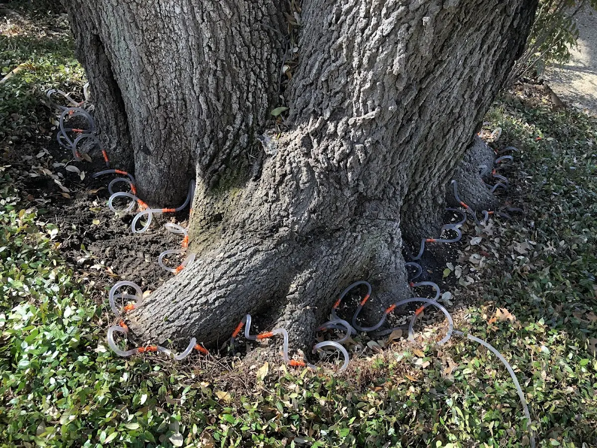 Detailed Tree Cabling and Bracing job site in Ryde